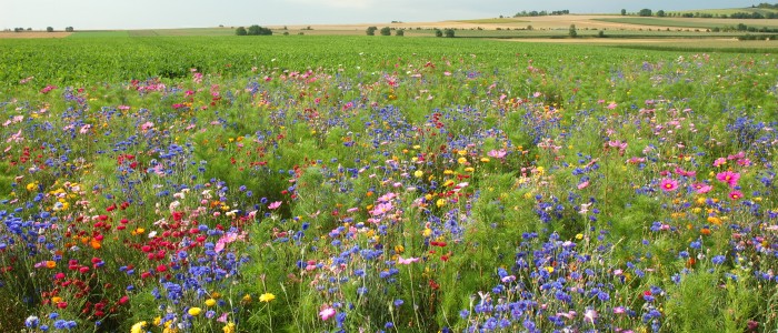 Mid-West Wildflower Seed Mix