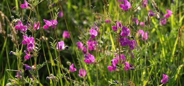 common-vetch