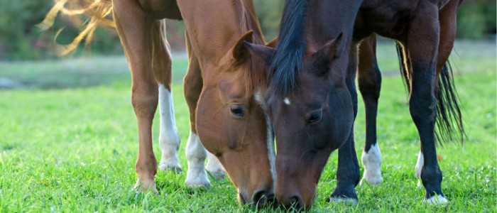 horses2