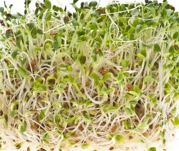 alfalfa-crop