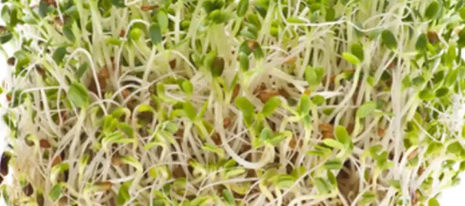 alfalfa-crop