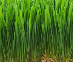 barley grass-crop