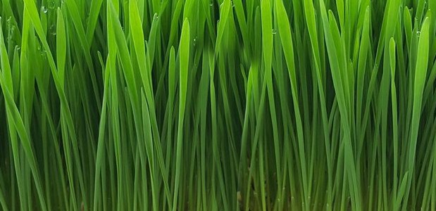 barley grass-crop