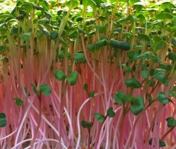 china_rose_sprout-crop