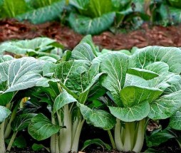 chinese cabbage plant-crop