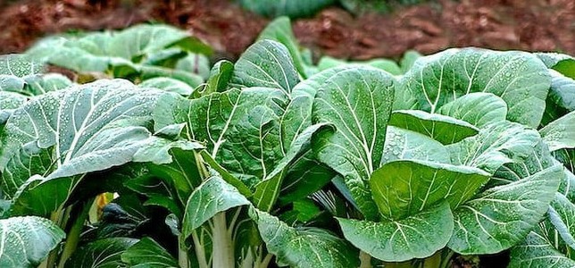chinese cabbage plant-crop