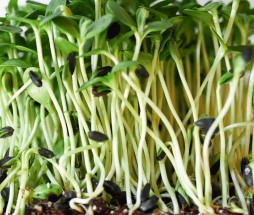 fava_sprouts-crop