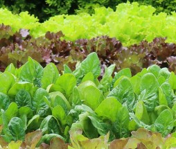 lettuce-crop