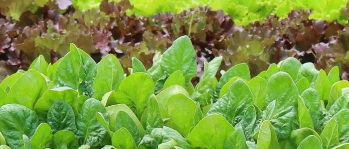 lettuce-crop