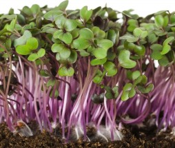 red-cabbage_sprouts-crop