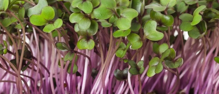red-cabbage_sprouts-crop