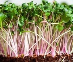 rr-kale-sprouts-crop